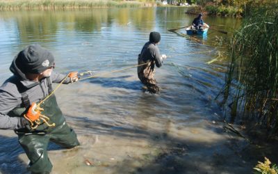 Volunteers Remove Cattails From Humboldt Park Lagoon