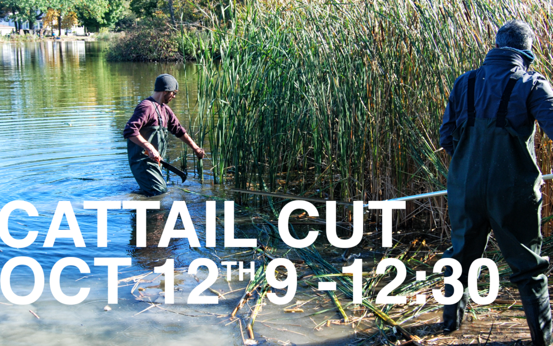 Volunteers needed for Cattail cut on Saturday, Oct. 12 9 a.m.