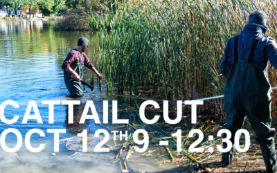 Volunteers needed for Cattail cut on Saturday, Oct. 12 9 a.m.