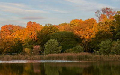 Humboldt Park Friends 2019 Annual Report