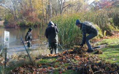 Humboldt Park Friends Volunteers maintain lagoon shoreline