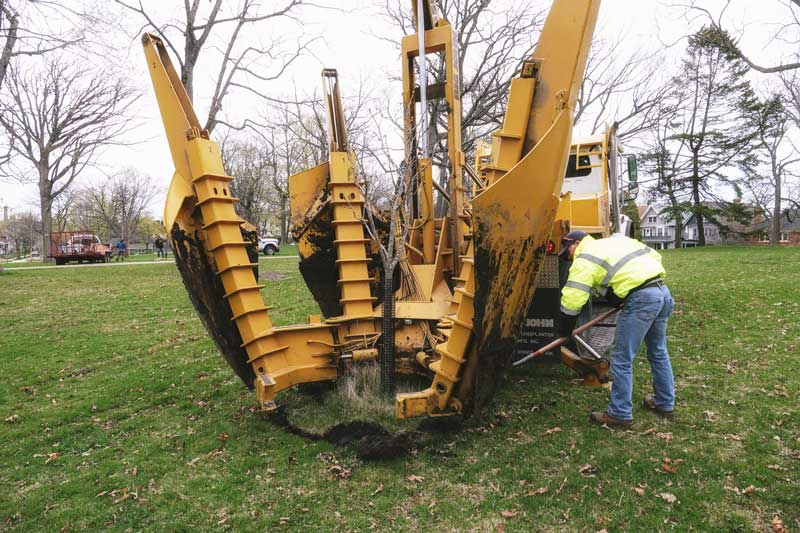 Parks Department Begins Replacing Humboldt Park Trees