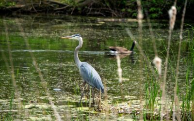 Commitment Built This Park—Help Us Keep It Thriving